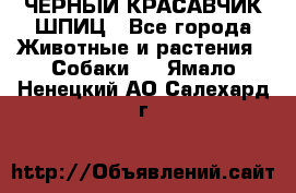 ЧЕРНЫЙ КРАСАВЧИК ШПИЦ - Все города Животные и растения » Собаки   . Ямало-Ненецкий АО,Салехард г.